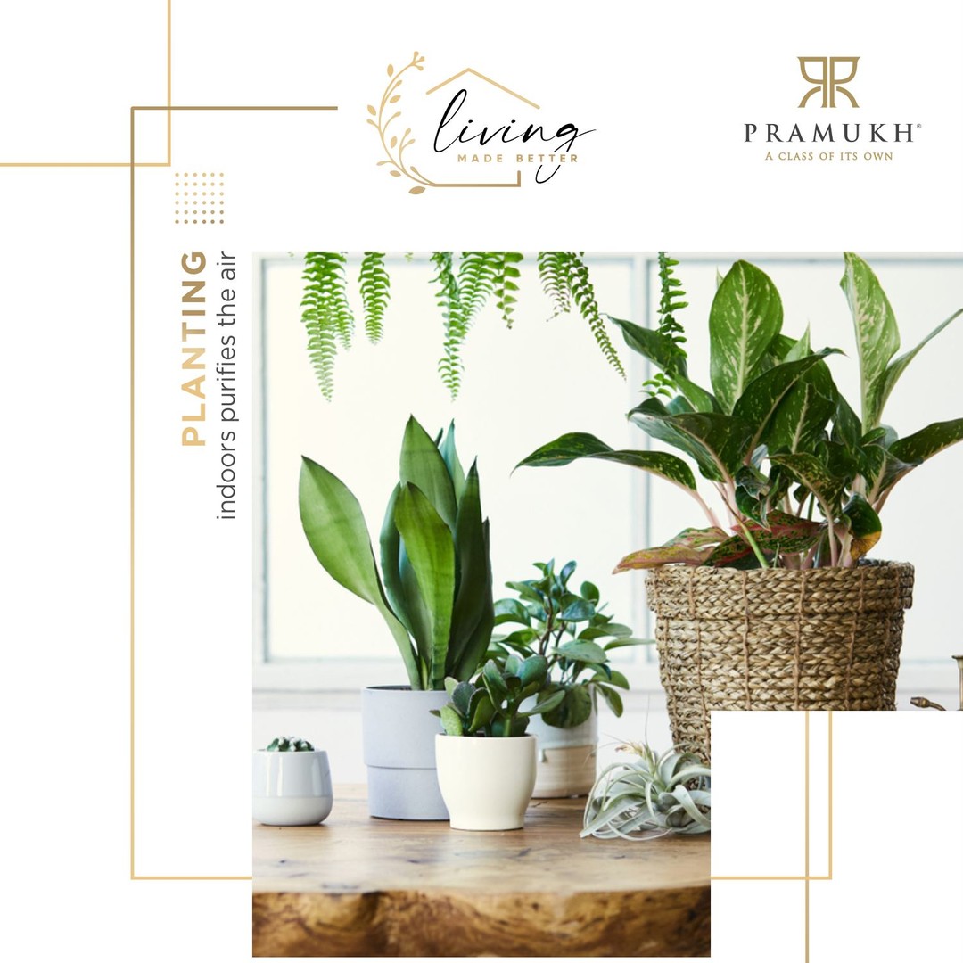 Pramukh Group,  LivingMadeBetter, LifeatPramukh, Aesthetics, Plants, Indoors, pramukhgroup, luxuriousliving, Residentialproperty, luxuriouslife, Pramukhhomes